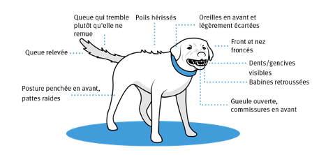 dognj comportement chien education canine